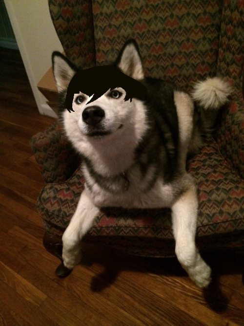 an image of a husky with hair drawn over it to resemble raven