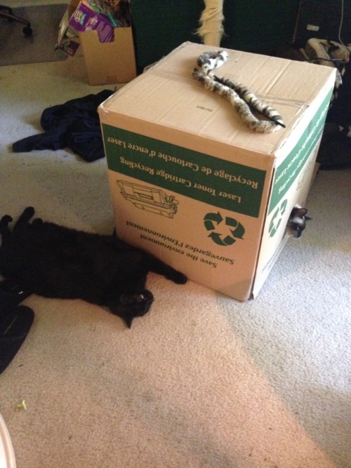 adaliekendra:Strider was so happy having Danny and Mira trapped inside of the box XD