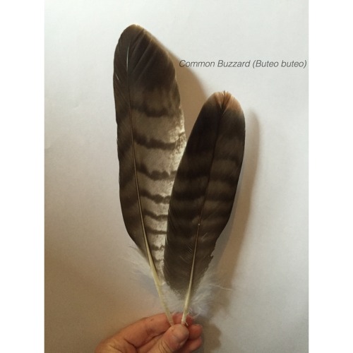 birds-and-pizza - some photos of my favourite feathers I have in...