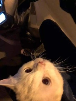 kitty: