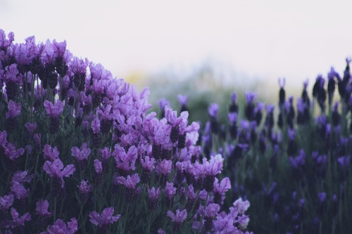 krisography: For the love of lavender #2