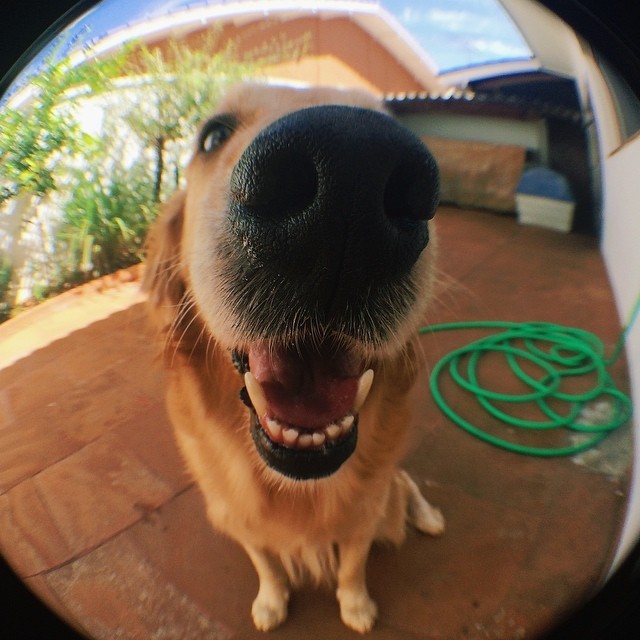 BRZL