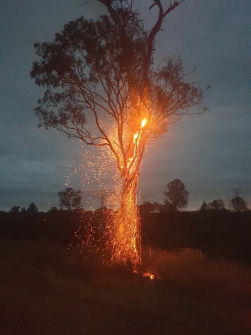 unsubconscious:A tree struck by lightning, Gundiah, Queensland. Photo by Suzanne McCowen via ABC Brisbane 