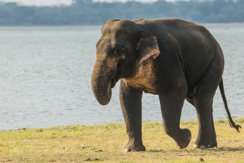 An Elephant Walking Alone by yazirzubair