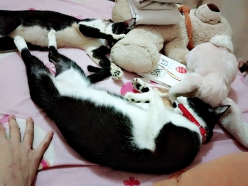matissethecatto:warfarecat:I ❤️ my ink blobs look, cousinsim support these young ink blobs and their