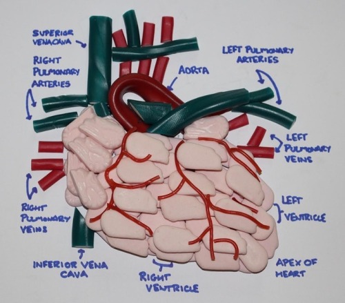 3afra:Mike McCormick, a medical student, makes anatomy models and diagrams out of candy to help him 