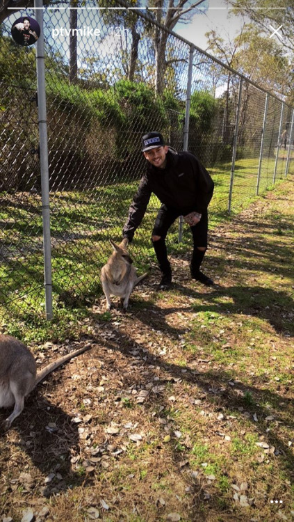 Pierce the Veil at Lone Pine Koala Sanctuary!