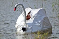 thalassarche:  vortexanomaly:  swan disguise  yes hello fellow waterfowl I am not paparazzi I am here to do swan things 