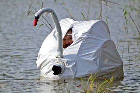 thalassarche:  vortexanomaly:  swan disguise  yes hello fellow waterfowl I am not paparazzi I am here to do swan things 