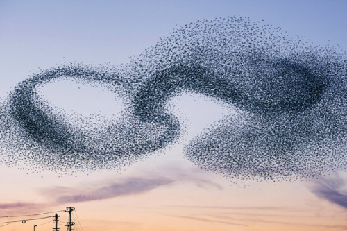 taktophoto:  Stunning Photos of Starling Murmurations that Aren’t 