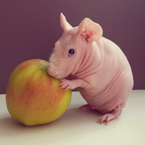 boredpanda:Naked Guinea Pig Poses With His Favorite Food