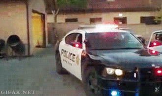 gifak-net:  video: 3-Month-Old Police Puppy Practices Taking Down a Criminal  