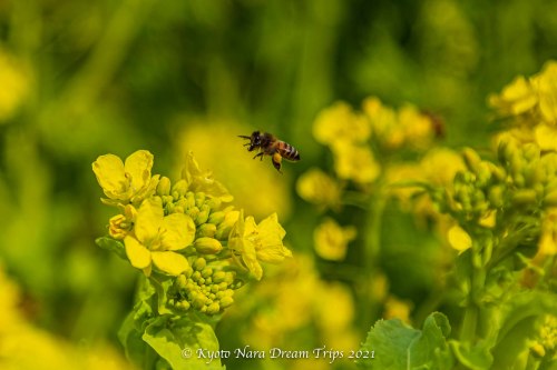 There was a little patch of yellow rape flowers. A lot of small bees were feasting on the nectar. I 