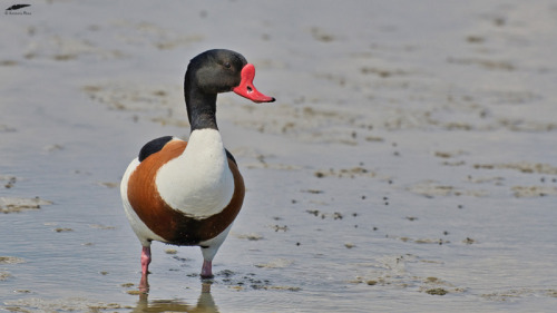 blogbirdfeather:Shelduck - Tadorna (Tadorna tadorna): maleVila Franca de Xira/Portugal (5/05/2022)[N