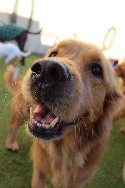 awwww-cute:  Griffin the happiest Golden