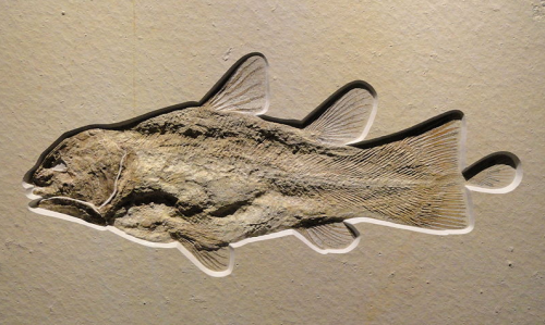 (Weird) Fish of the Day: CoelacanthAt 1.7 metres in length and covered in thick, armour-like scales,