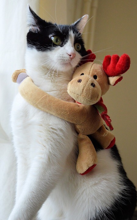coolcatgroup:Here’s some of my personal favorite Christmas cat pictures!! Hope everyone has a good day!!