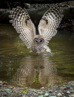 spiritofthewoodlands:   Barred owl by larry