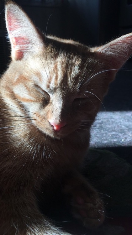 flannelwearinghufflepuff: Happy Caturday from this sleepy sun kitty ☀️