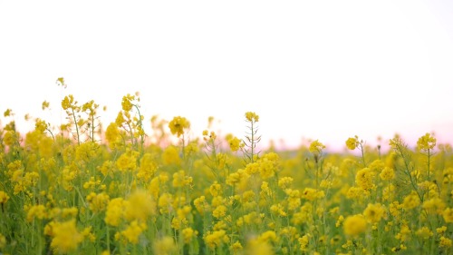 菜の花