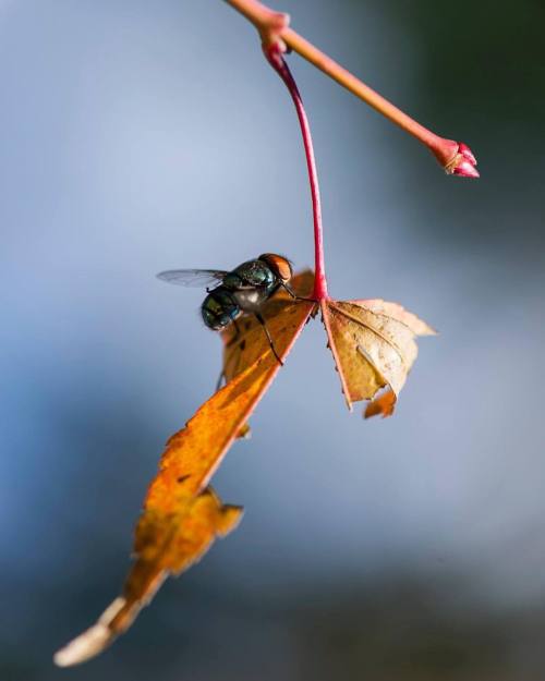 All creatures are beautiful #nikonphotography #nikon_macro #nikon #iamnikon #iamnikonsa #nikontop #n