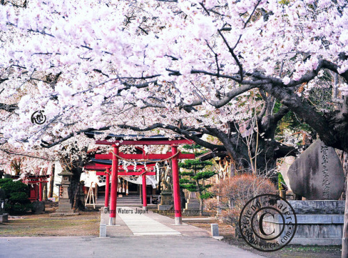 Under The Cherry Trees. (Hirosaki Japan).