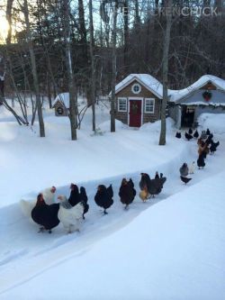 keyhollow:  calvinhobbe:   assbaka:  thegravelbro: a mass exodus from chicken village  what tragedy befell these gentle folk…   @keyhollow    An omen 