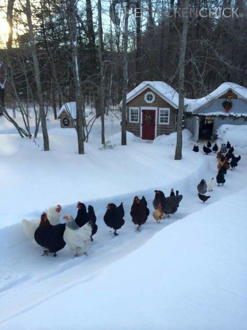 assbaka:thegravelbro:a mass exodus from chicken villagewhat tragedy befell these gentle folk…