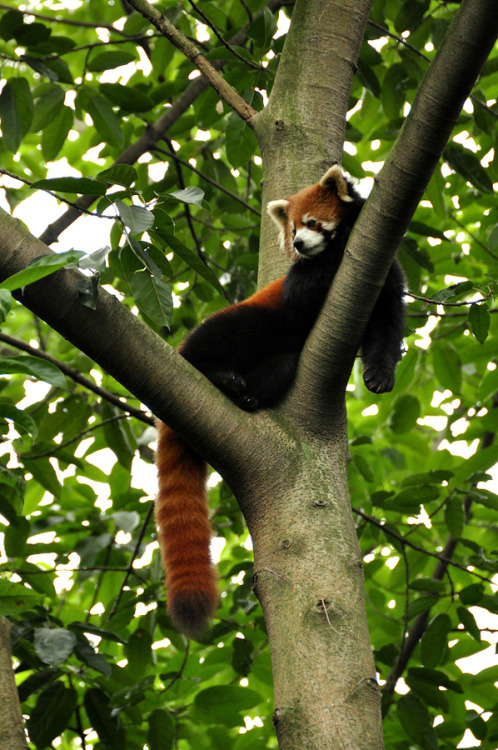 uncommonjones: Untitled by Darcy Knoll Red panda, Chengdu Panda Base, Chengdu, Sichuan, China