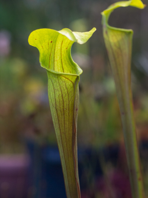 wire-man:  Fall pitchers on my Sarracenia. adult photos