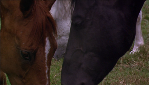 hikikomero:Black Beauty (1994)“We don’t get to choose the people in our lives. For us, i