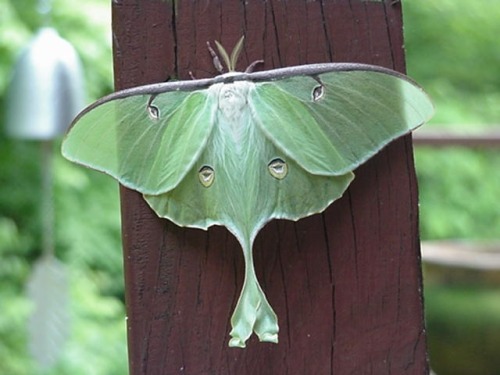 dirtshrines:indiana moth by tom