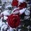wintersilk