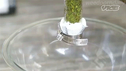 weedporndaily:  extracting butane hash oil (x) 