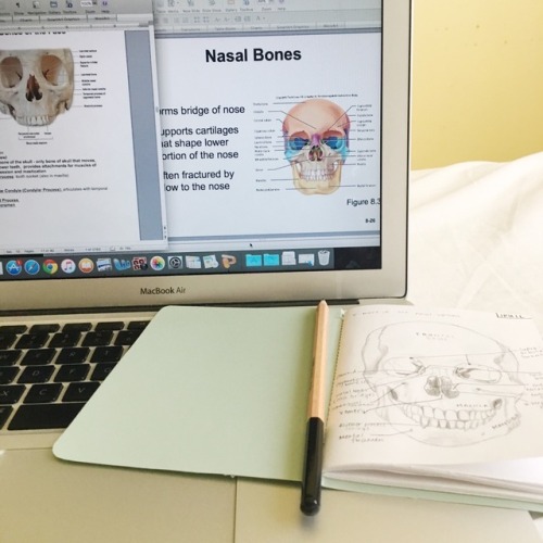 June 8, 2017 | 5:57pm Working on the skeletal system in A&amp;P 1. Currently revising and memori