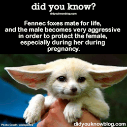 did-you-kno:  Fennec foxes mate for life, and the male becomes very aggressive in order to protect the female, especially during her during pregnancy.  Source