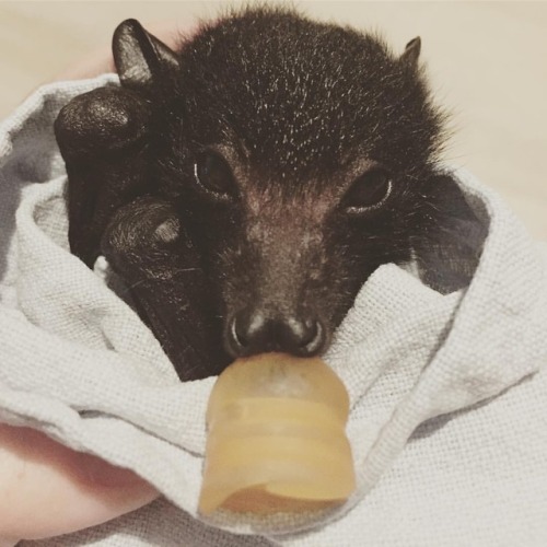 I hope little Brad man is doing ok in the wild #pleasedoNOTtouchbats #vaccinatedcarer