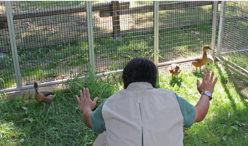 bastardlybrendan: #Prattkeeping is getting big in the zookeeping community 