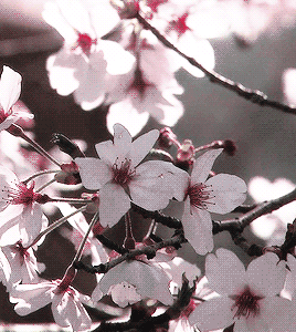 🌸🫰🏻🌸