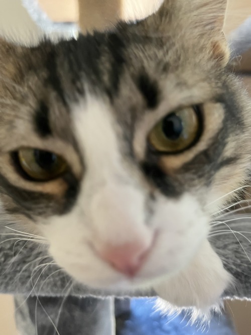 Sniff Sniff