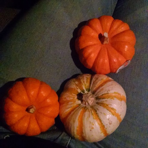Porn I bought pumpkins!!! photos