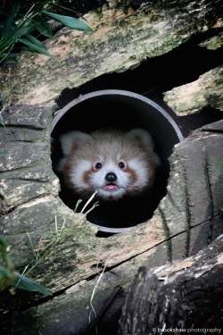 brookshawphotography:  Right place, right time… I managed to capture this 11 week old Red Panda cub being dragged out of her nest and then moved to a new one…or should I say ‘dangled’ to a new one! Happy International Red Panda Day! 