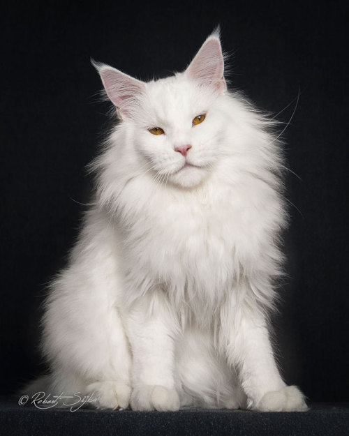 boredpanda: Mythical Beasts: Photographer Captures The Majestic Beauty Of Maine Coons