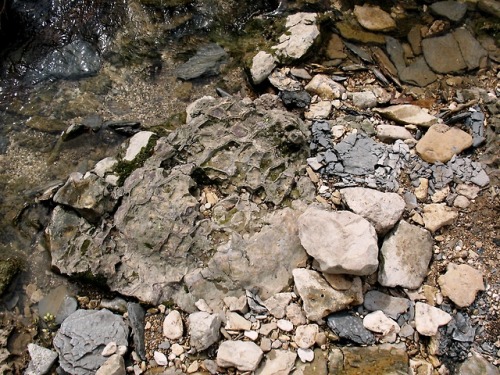 arockmaniac:Giant Septarian Nodules in situ.  Denton County, Texas.  It’s hard to se