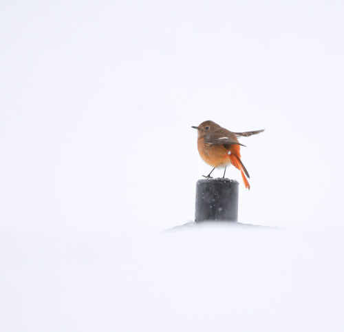 今年はよく降るなぁ☃️白に覆い尽くされると距離感もピンも遭難しかけます　笑