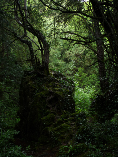 natural-magics: The gloomy forest by nutty-acorn