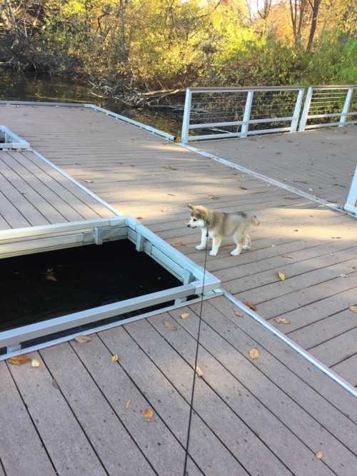 We went to the park yesterday! We hung out on the (kayak) docks and allowed people to approach us fo