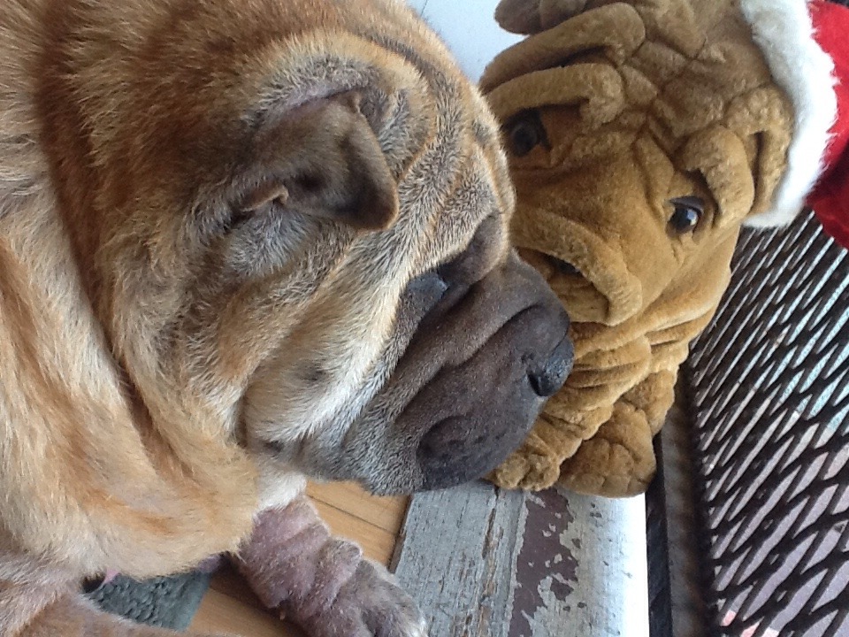 lilacpnsy:  boyick:  It is important to appreciate my dog  yaya is so important look