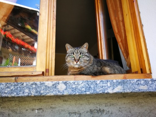 qzero:Cute kitty in Bormio, Italy. He watched people come and go from the window and I passed him by