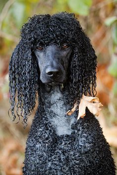 Harry Potter Characters As Dogs